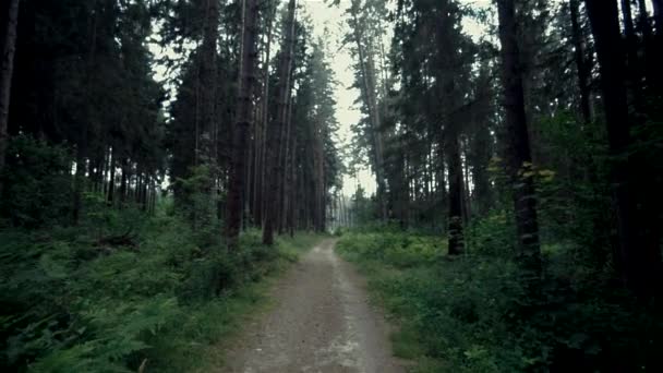 森林阴影慢动作 — 图库视频影像