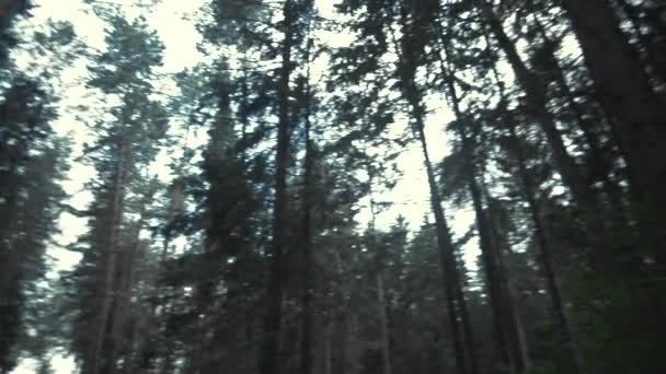 Forest Panoramautsikt Skuggor — Stockvideo