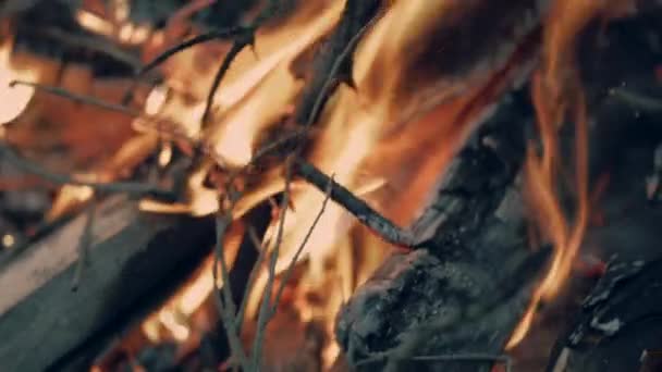 Feux Joie Flammes Forêt Brûlant — Video