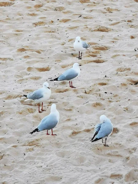 Big Gulls Beach Sand — Stock Photo, Image