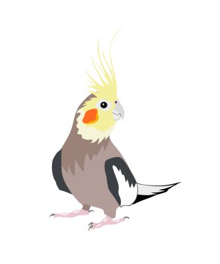 Adobe Illustrator vektör programında çizilmiş şirin papağan kakaosu.