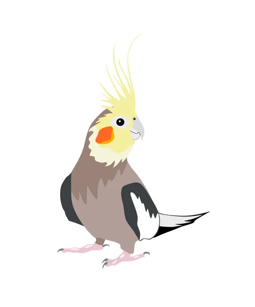 Carino Pappagallo Cockatiel Disegnato Nel Programma Vettore Adobe Illustrator — Vettoriale Stock