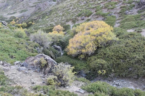 Marmot Gobi Připravuje Zimu — Stock fotografie