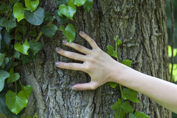 Hände am Baum in der Natur — Stockfoto