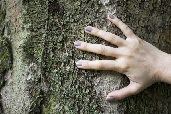 Hände am Baum in der Natur — Stockfoto