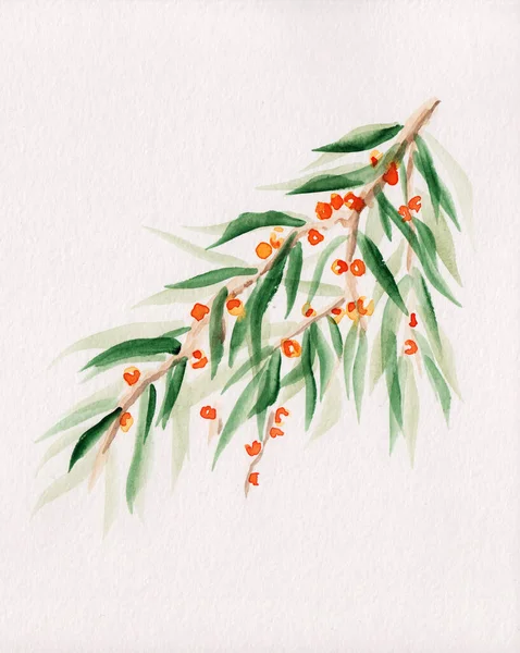 Watercolor Painting Buckthorn Branch Green Leaves Orange Berries Stock Floral — Stock Photo, Image