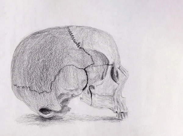 손으로 예술적 두개골 스케치 티셔츠 디자인 콘셉트 연필그리기 해부학 포스터 — 스톡 사진
