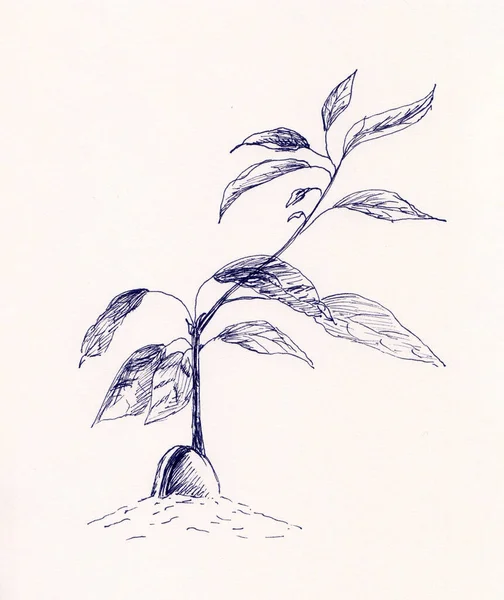 Handritad Illustration Unga Avokado Träd Stam Bläck Penna Skiss Ritning — Stockfoto