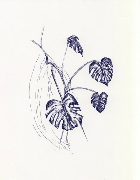 Ink Pen Sketch Tropical Evergreen House Monstera Leaves Hand Drawn — Stock Photo, Image