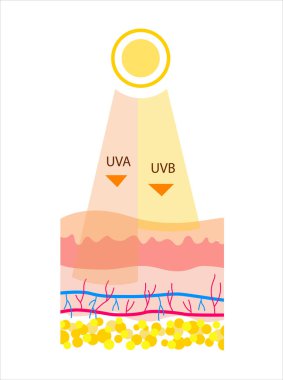   Flat Vector illustration of UVB and UVA radiation. The difference between the types of radiation in sunlight. Cartoon style illustration about UVA penetrates deeper than UVB. UVB rays of the sun  clipart