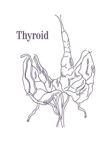 Ilustração Vetorial Tireoide Ícone Anatomia Dos Órgãos Corpo Humano Conceito — Vetor de Stock