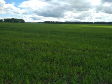 Rusya 'da bir yerde bitkilerle dolu bir arazi.