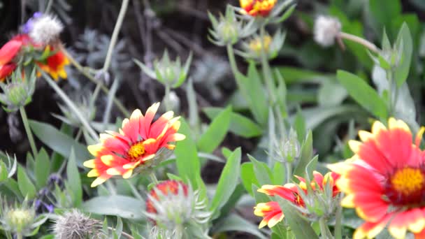 Tarlada Bahçede Güzel Çiçekler — Stok video