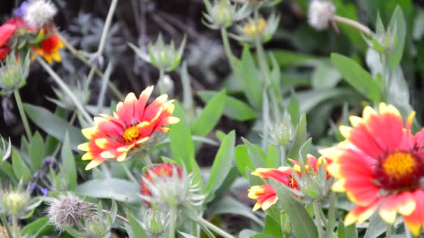 Belles Fleurs Dans Champ Jardin — Video