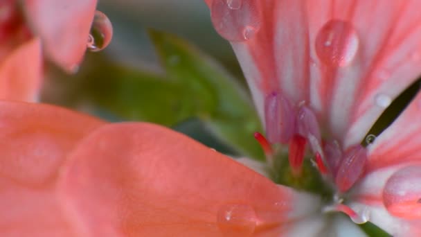 Gotas Água Flor Vista Macro — Vídeo de Stock