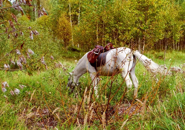 Vit Häst Äter Gräs Fältet — Stockfoto