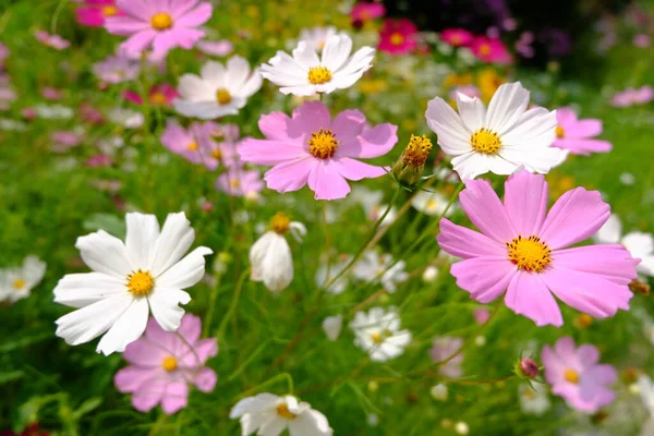 Floraison Des Fleurs Été Soleil — Photo