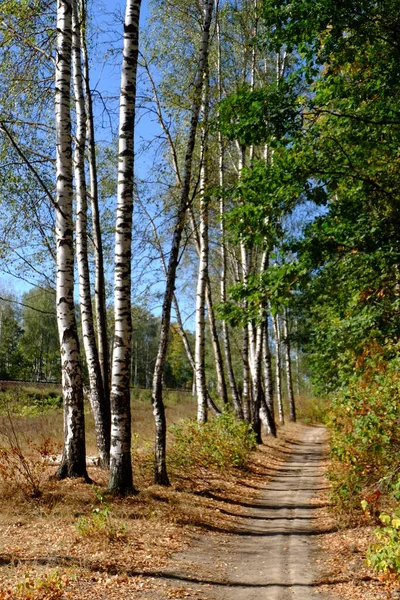 Camino Entre Los Árboles Bosque —  Fotos de Stock