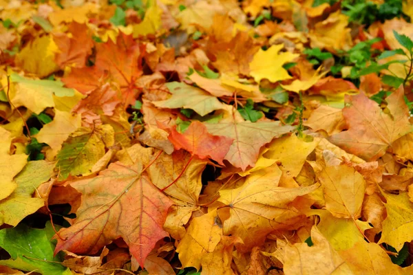 Hojas Otoño Suelo — Foto de Stock