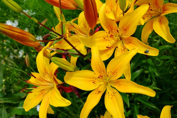 Yellow Lilies Garden — Stock Photo, Image