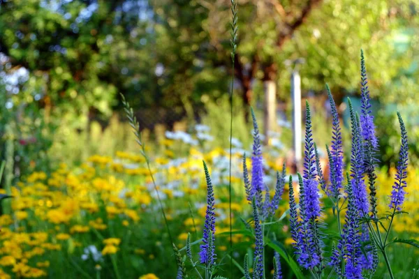 Flores Azuis Jardim — Fotografia de Stock