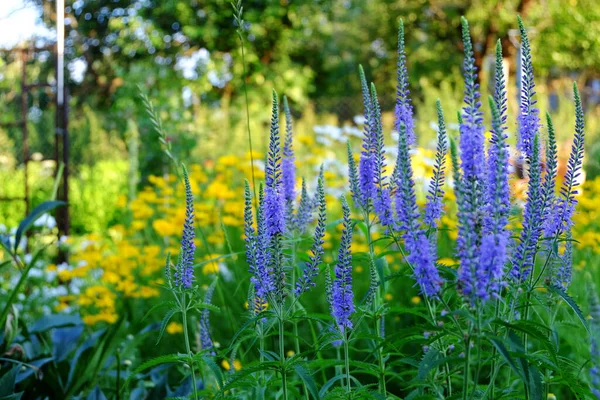 Flores Azuis Jardim — Fotografia de Stock
