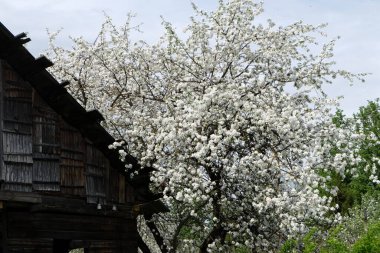 Bahçede çiçek açan elma ağacı