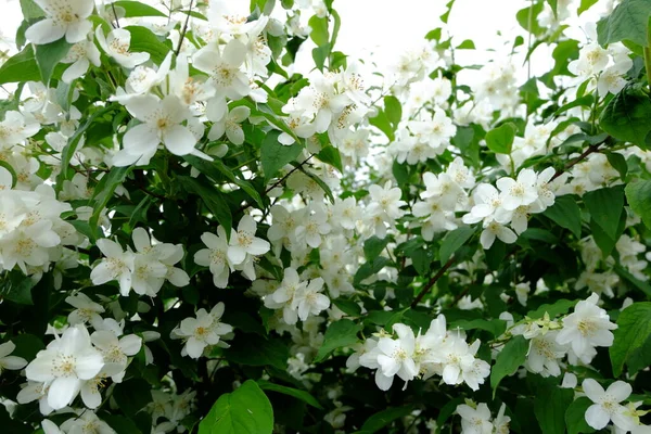 Apfelbaum Blüht Frühling — Stockfoto