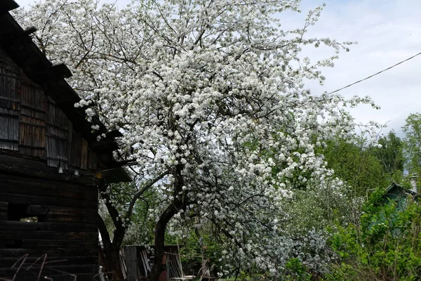 庭にリンゴの木を咲かせ — ストック写真