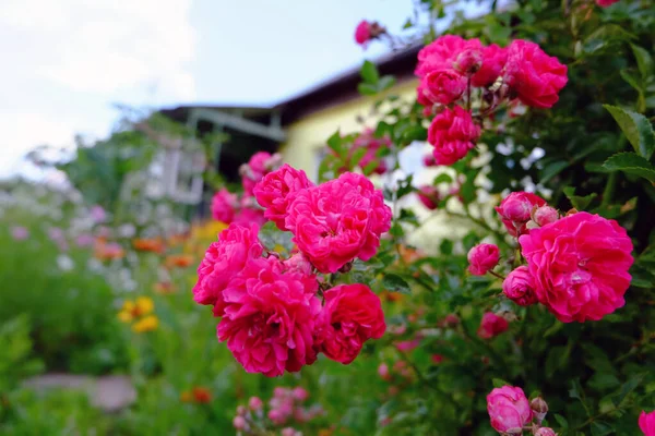 Rose Zahradě — Stock fotografie