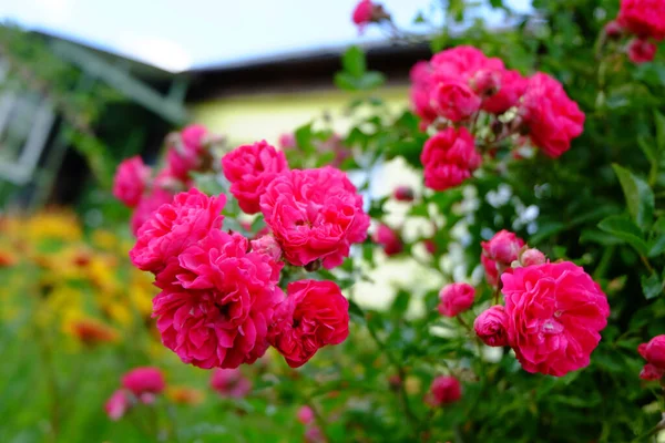 Rose Zahradě — Stock fotografie