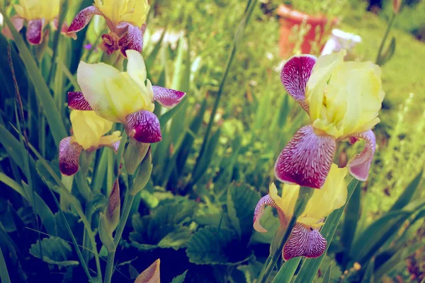 Delicate Irises Garden — Stock Photo, Image