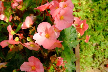 pembe çiçekler makro yaz