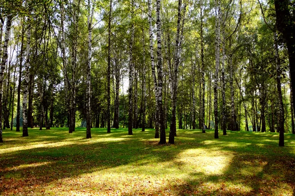 Arbres Minces Dans Une Clairière Herbe — Photo