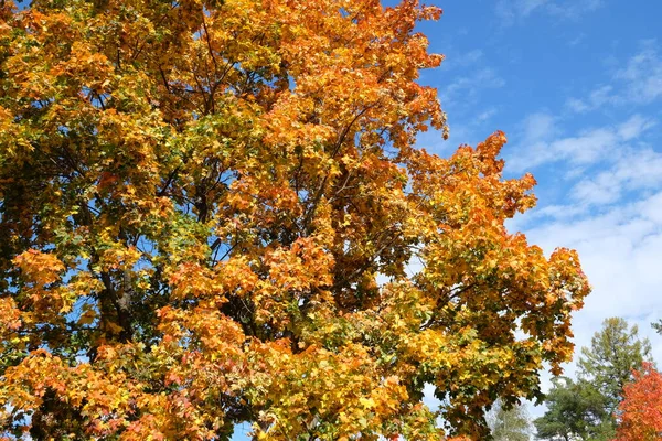 Bel Fogliame Autunno Sull Albero — Foto Stock