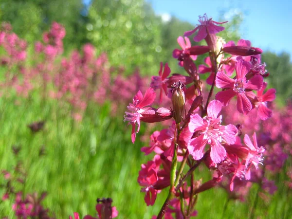 Carmesim Flores Brilhantes Macro Campo — Fotografia de Stock