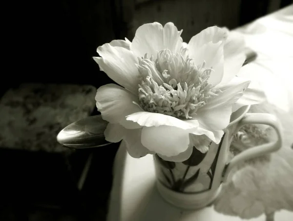 Fleur Pivoine Macro Dans Une Tasse — Photo