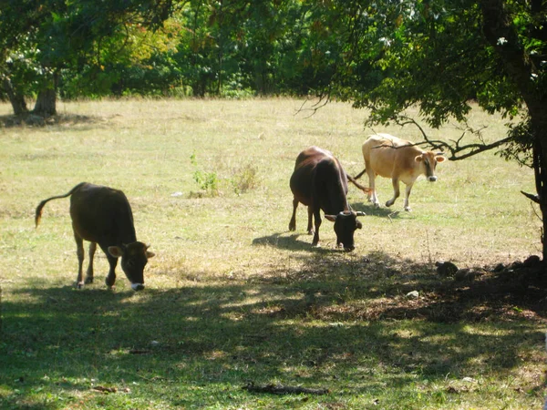 Коровы Поляне Едят Траву — стоковое фото
