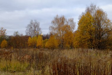 Arazi ve ağaçların sonbahar manzarası