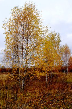 Arazi ve ağaçların sonbahar manzarası