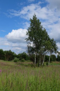 Yeşil bir tarlada ilkbahar ağaçları