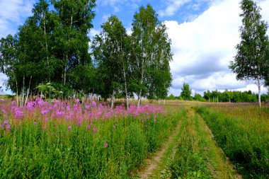 Yeşil bir tarlada ilkbahar ağaçları