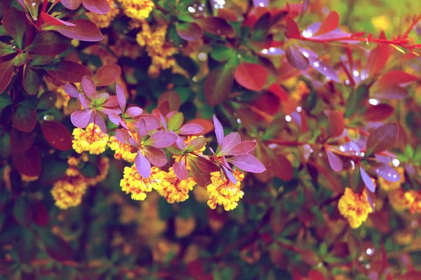 Blühende Berberitze Makrofarbe Frühling — Stockfoto