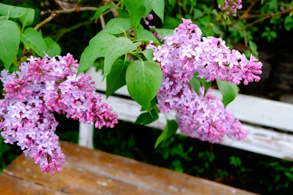 Frühling Blühender Flieder Auf Einem Zweig — Stockfoto