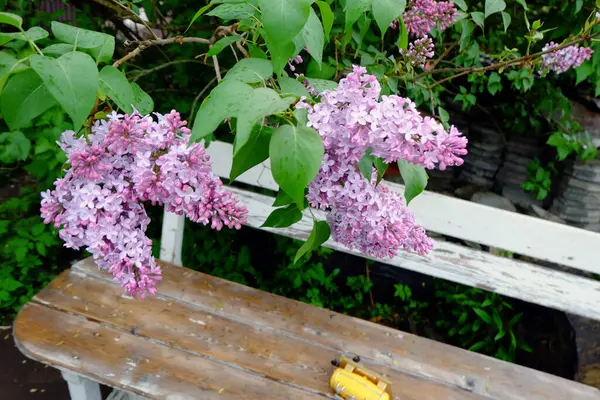 Frühling Blühender Flieder Auf Einem Zweig — Stockfoto