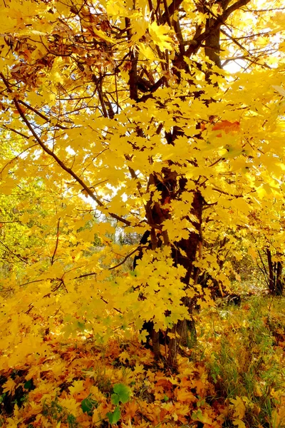Outono Folhagem Árvore Amarela Brilhante — Fotografia de Stock