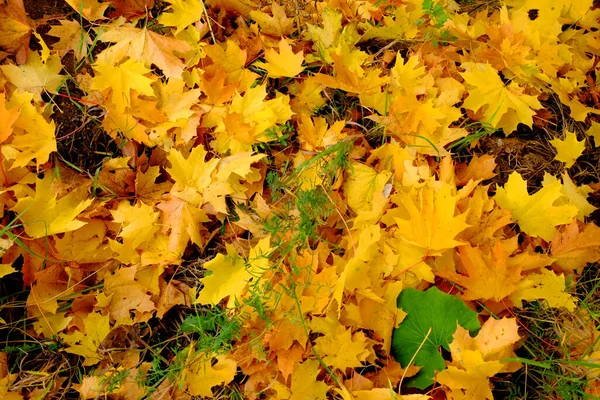 Otoño Follaje Amarillo Brillante Suelo —  Fotos de Stock