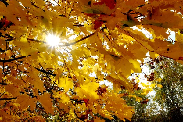 Jesień Jasny Żółty Liść Drzewa — Zdjęcie stockowe