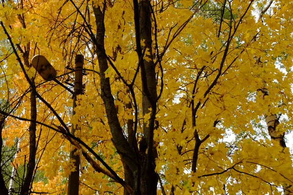 Follaje Amarillo Brillante Del Árbol Del Otoño —  Fotos de Stock