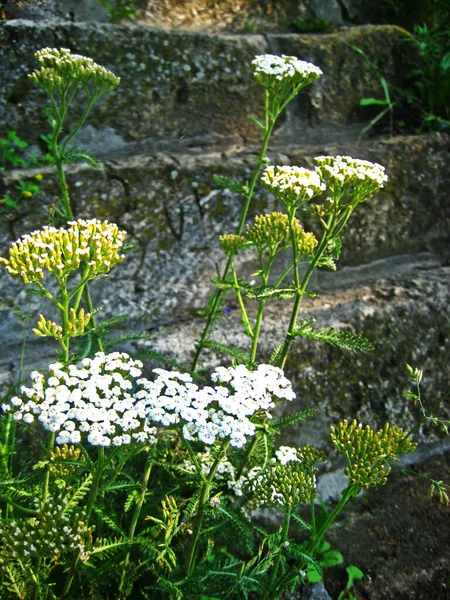 Flores Brancas Perto Dos Degraus — Fotografia de Stock